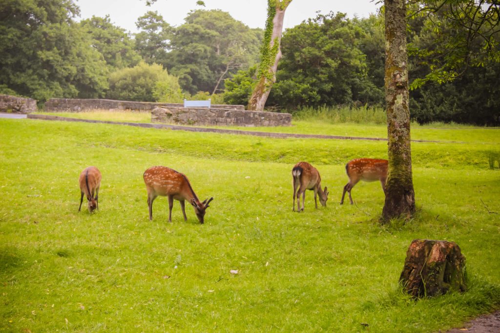 Irlanda en una semana