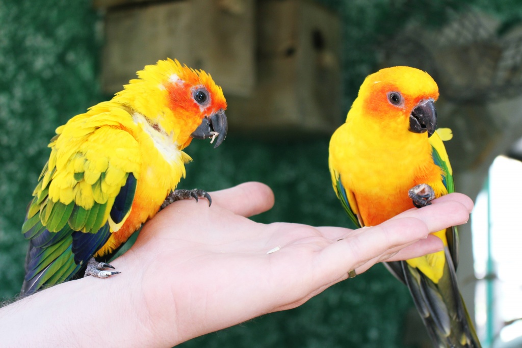 Jardin del Papagayo con niños